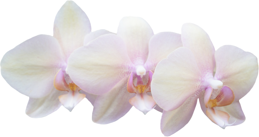 Flower-1