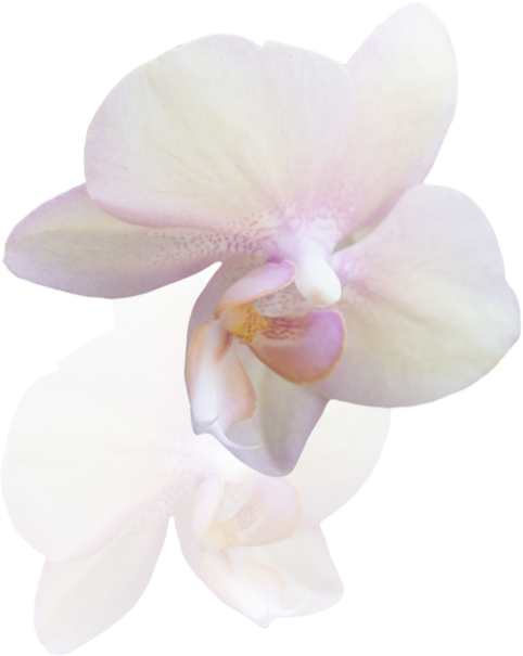 Flower-3