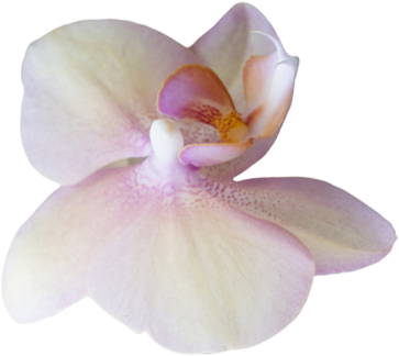 Flower-1