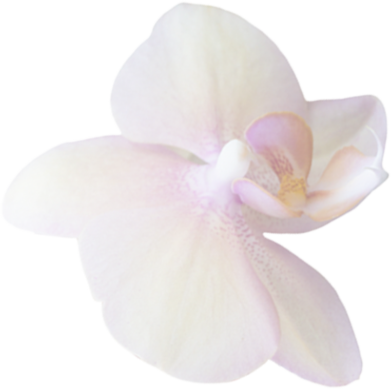 Flower-1