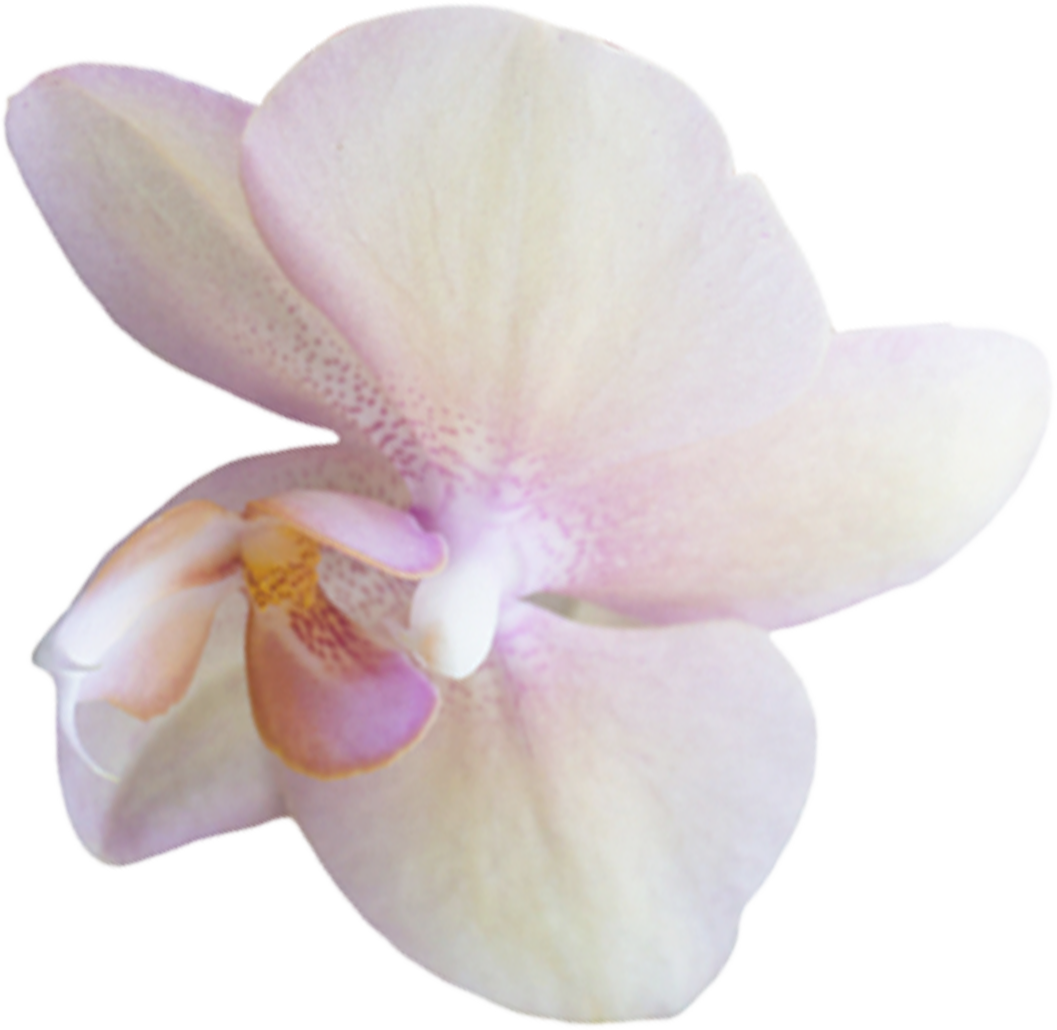 Flower-1