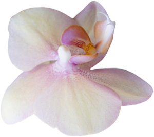 Flower-1